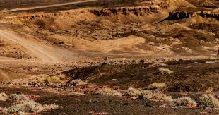 洛杉矶道奇宣布将在 2025 年夏季举办“Decoy 周边主题日”